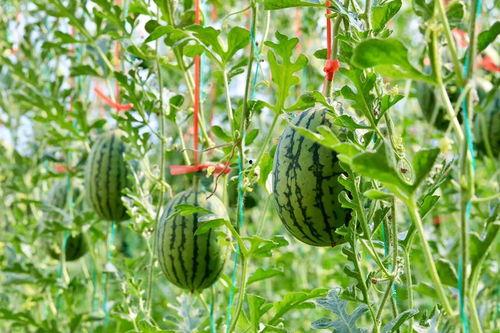 吃瓜cn.,网络热点的幕后故事