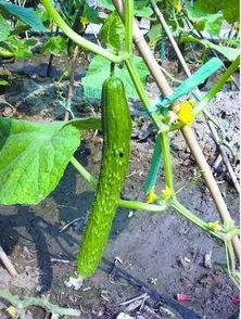 刺果瓜怎么吃,探索美味与营养的完美结合