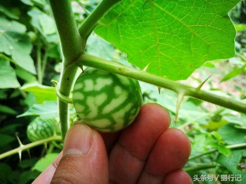 刺果瓜怎么吃,探索美味与营养的完美结合