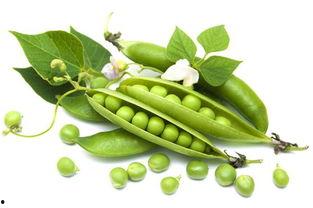 猴子吃瓜豌豆视频播放,猴子美食视频播放量爆表