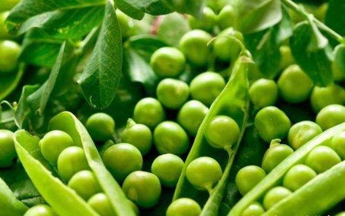 猴子吃瓜豌豆视频播放,猴子美食视频播放量爆表