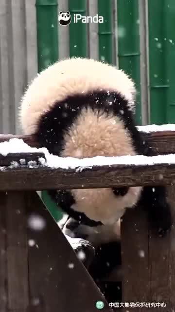 吃瓜小熊东北,吃瓜小熊带你领略地道美食之旅