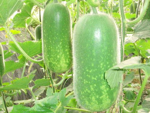 三斤9237吃瓜,揭秘网络吃瓜群众的狂欢盛宴