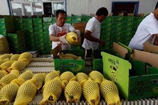 请巴基斯坦吃瓜,共享欢乐，共品“吃瓜”时光