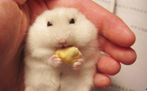 仓鼠吃瓜吃皮视频教程,轻松学会瓜皮美食制作