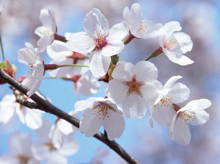 吃瓜的樱花,揭秘娱乐圈最新热点事件