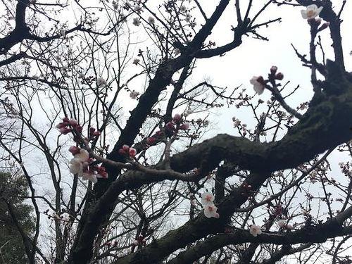 吃瓜的樱花,揭秘娱乐圈最新热点事件