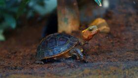 吃瓜龟刀妹,揭秘网络红人的魅力与争议