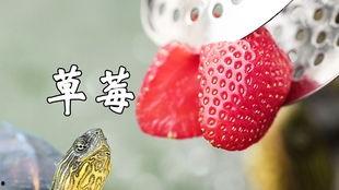 吃瓜龟刀妹,揭秘网络红人的魅力与争议