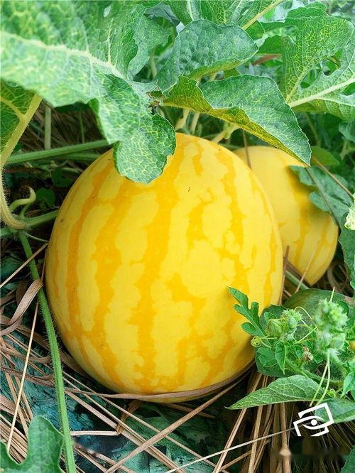 金属吃瓜,探索金属吃瓜的奥秘