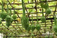 鹤首瓜怎样吃,解锁美味新体验