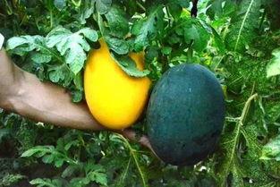 象寨吃瓜,探寻神秘村寨的甜蜜秘密