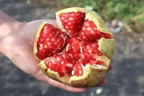 小石榴吃瓜莓,一场甜蜜的味蕾冒险