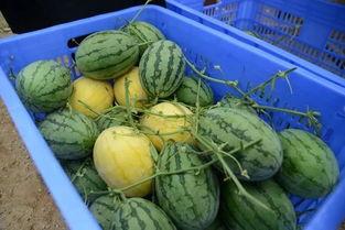 跪求吃瓜群,网络社交新现象背后的故事