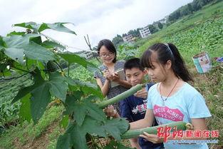 隆回县吃瓜,瓜果飘香，品味田园生活