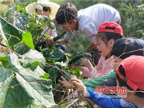 隆回县吃瓜,瓜果飘香，品味田园生活