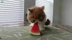 猫吃瓜比赛视频,一场猫界吃瓜大赛的欢乐盛宴