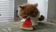 猫吃瓜比赛视频,一场猫界吃瓜大赛的欢乐盛宴