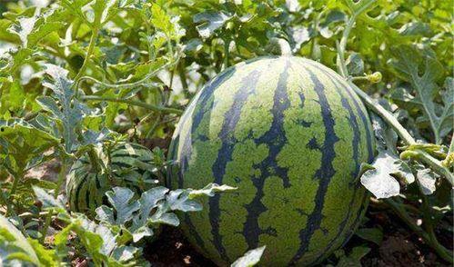 翻脸吃瓜,瓜田里的那些事儿