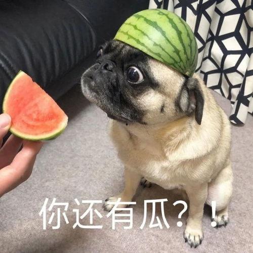 翻脸吃瓜,瓜田里的那些事儿