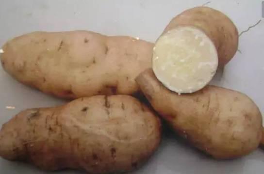 吃土瓜拉肚子,吃土瓜拉肚子的警示与应对