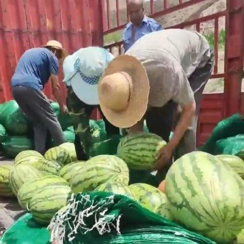 吃瓜有爱心,传递爱心，共筑和谐社会