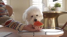 吃瓜的比熊,萌态十足，揭秘宠物界的“吃瓜群众”