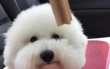 吃瓜的比熊,萌态十足，揭秘宠物界的“吃瓜群众”