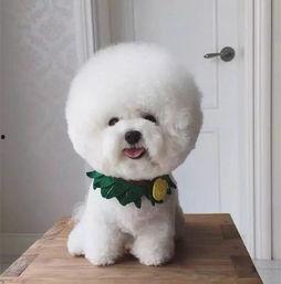 吃瓜的比熊,萌态十足，揭秘宠物界的“吃瓜群众”