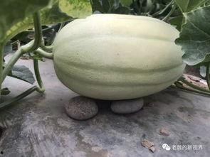 吃瓜在哪找,轻松获取热门资讯，畅享娱乐盛宴