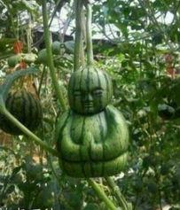 黑龙江吃瓜资源,吃瓜者的天堂，尽享瓜果飘香