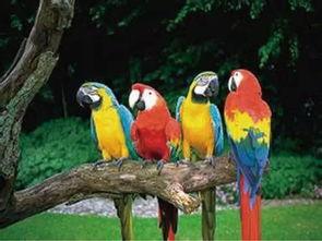 吃瓜群众等级鹦鹉,揭秘鹦鹉界的“瓜王”