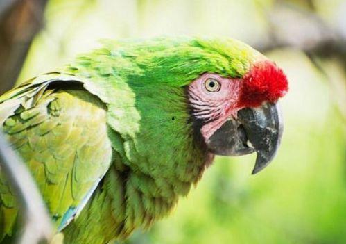 吃瓜群众等级鹦鹉,揭秘鹦鹉界的“瓜王”