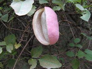 小视频吃八月瓜,一场视觉与味蕾的盛宴