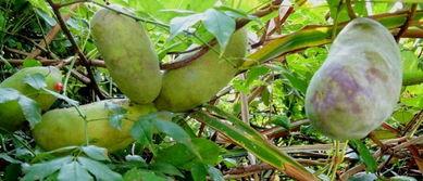 小视频吃八月瓜,一场视觉与味蕾的盛宴