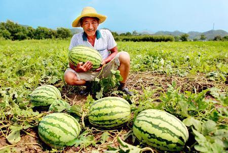 夫妻路边吃瓜的危害,健康隐患不容忽视