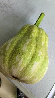 运城什么瓜放白糖吃