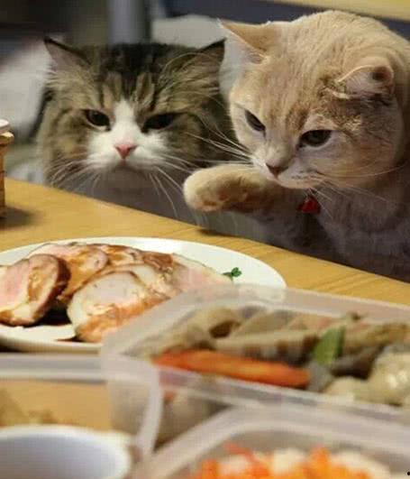 微微喵的吃瓜日常,揭秘娱乐圈那些事儿