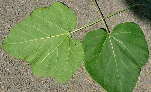 叶吃瓜事件,揭秘网络舆论的狂欢与反思