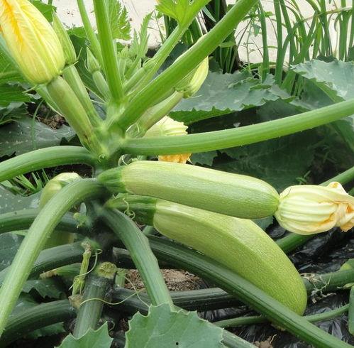 叶无忧吃瓜头像