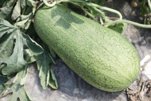 应季吃瓜季,清凉解暑，美味共享