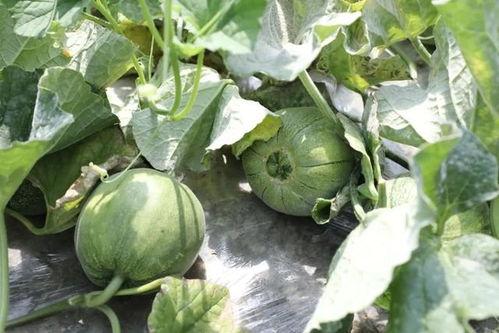 应季吃瓜季,清凉解暑，美味共享