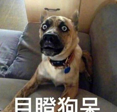 吃瓜头像狗狗图片大全,带你领略萌犬风采