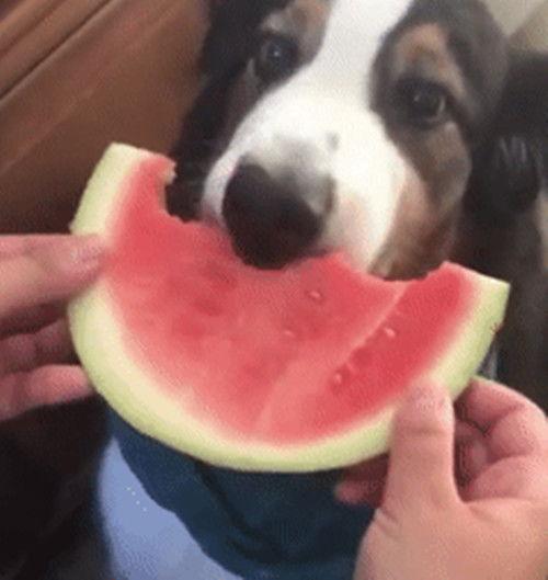 吃瓜头像狗狗图片大全,带你领略萌犬风采