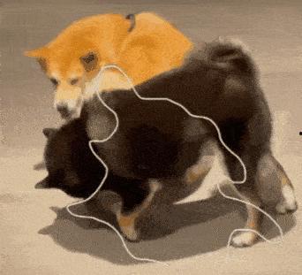 吃瓜头像狗狗图片大全,带你领略萌犬风采