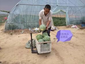 汝南吃瓜村民,揭秘乡村生活新风尚