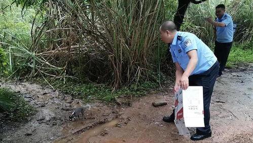 汝南吃瓜村民,揭秘乡村生活新风尚