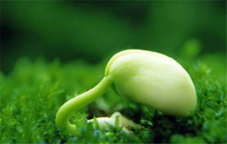 吃瓜金仔帽子分享,潮流与时尚的完美融合