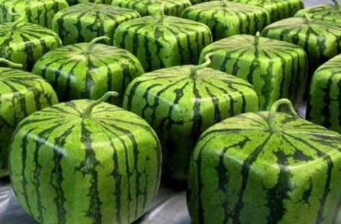 中国各种吃瓜花样