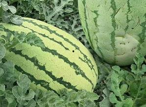 鹏瓜图片怎么吃,教你轻松掌握鹏瓜食用技巧